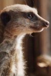 Slika glumca Elvis the Meerkat