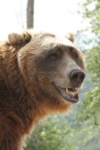 Slika glumca Bart the Bear