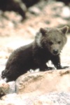 Slika glumca Youk the Bear