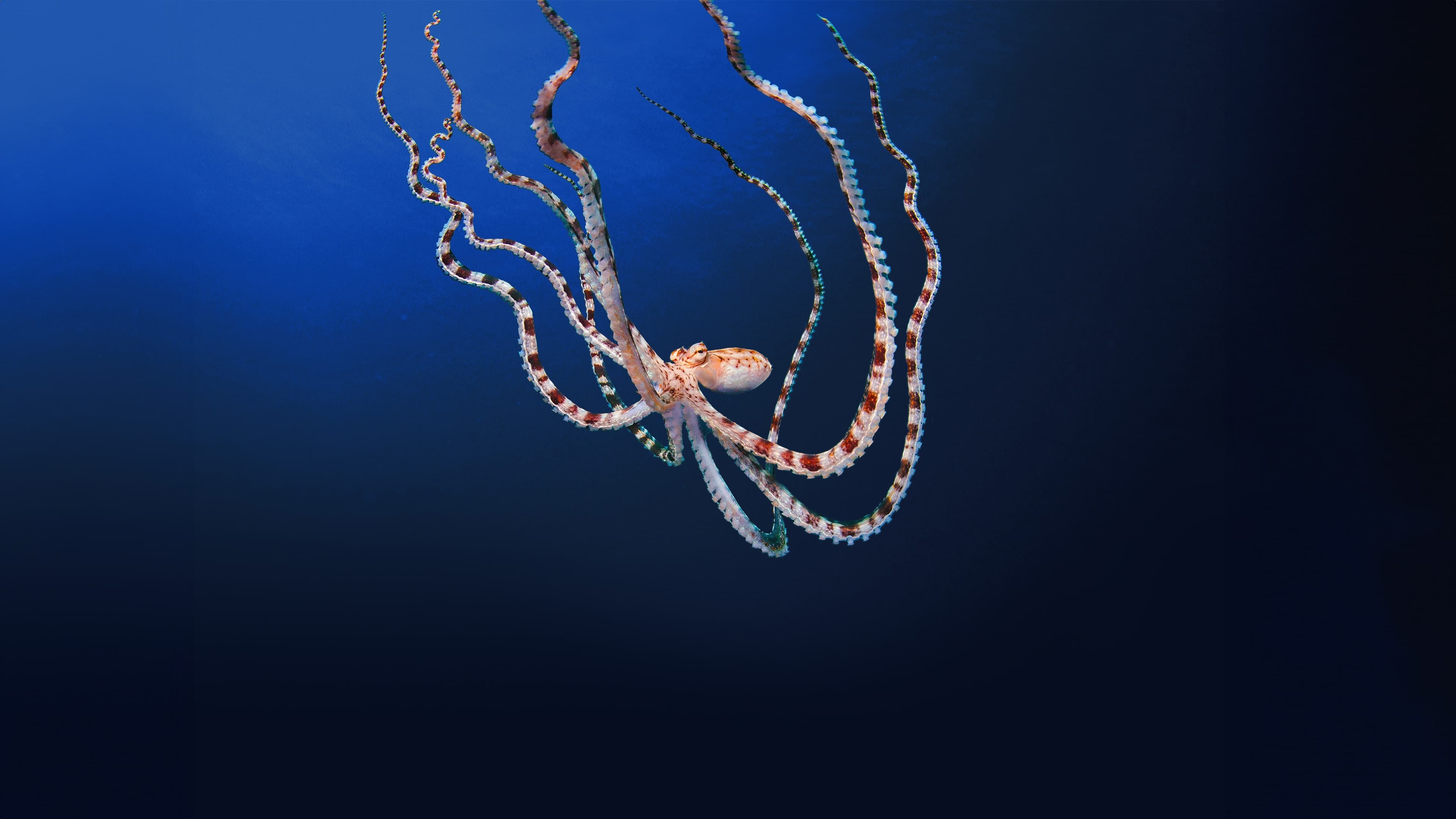 Pozadina za film Secrets of the Octopus