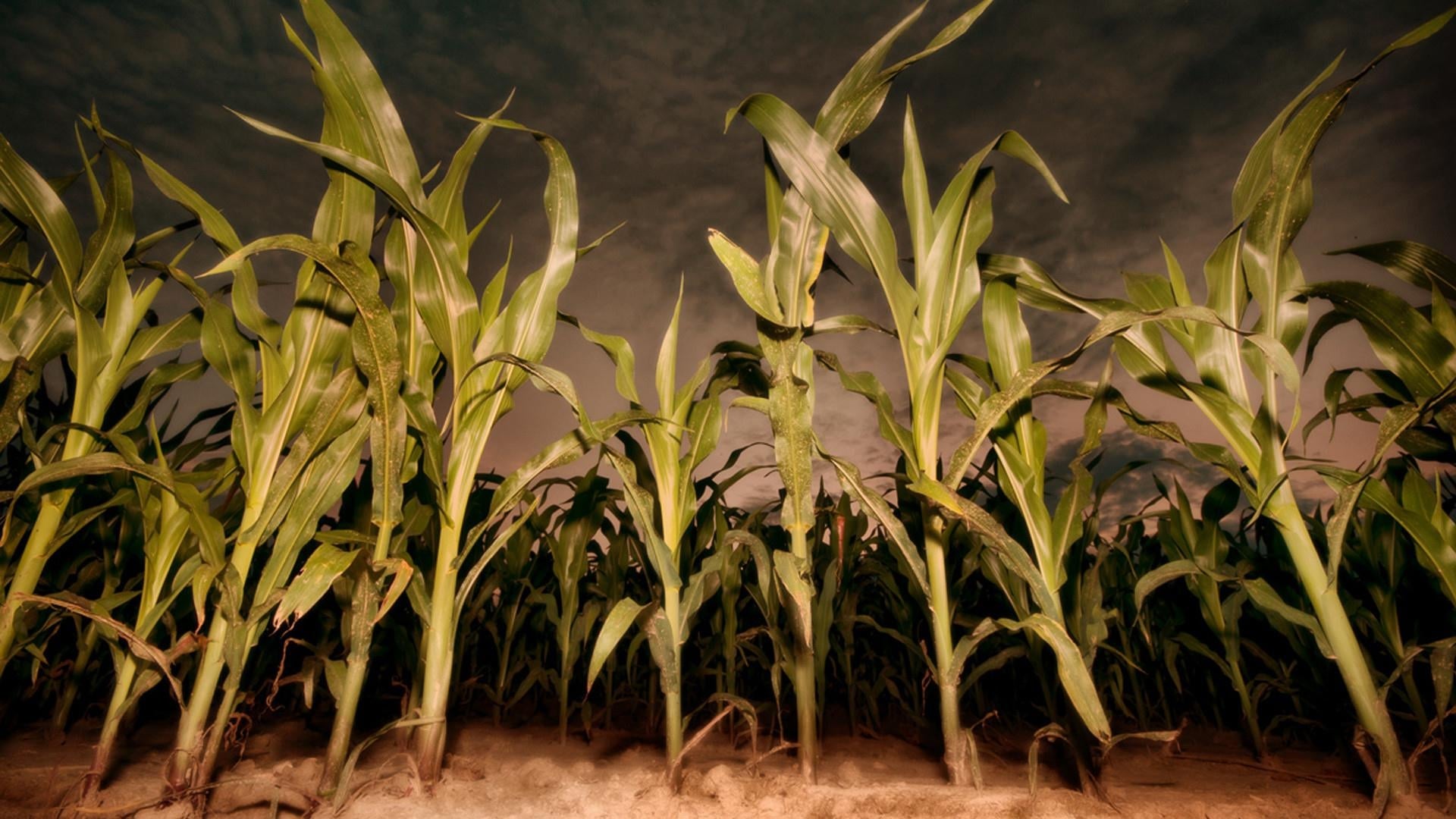 Pozadina za film Children of the Corn: Revelation