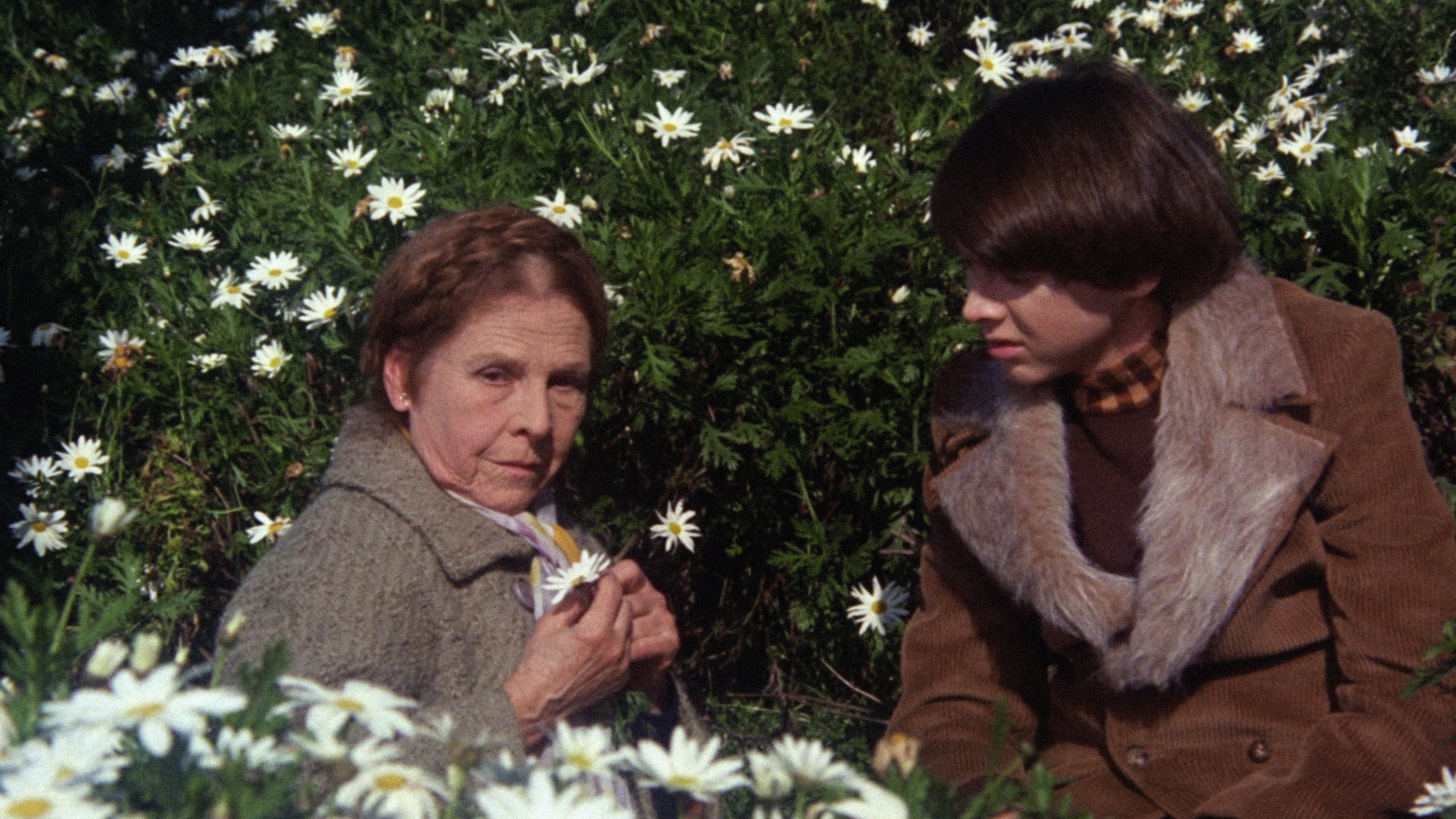 Pozadina za film Harold and Maude