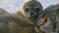 Pozadina za epizodu